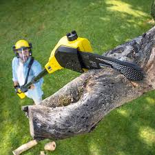 Trusted Plainfield, IN Tree Care Experts